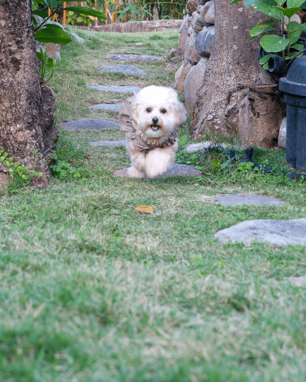 感受大自然的狗狗歡樂天地