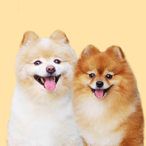 Creamyball & Pancake