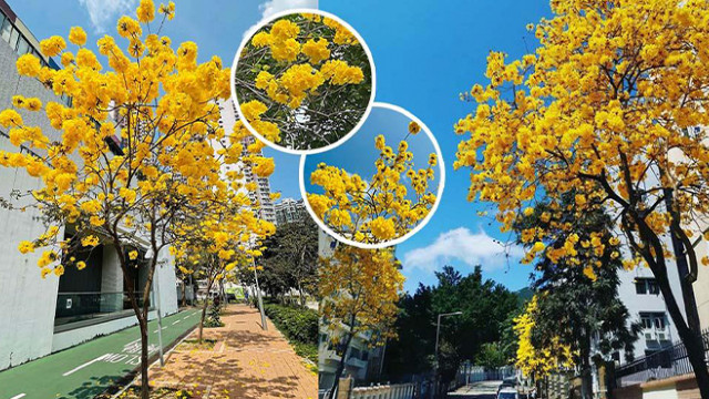 全港6大黃花風鈴木賞花地點+消息︱港島西高山簡易行山路線