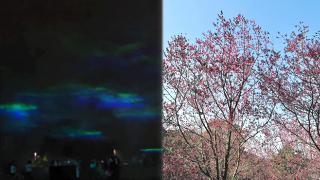 U Blog【2月精選】玩樂好去處推介！帶你看港版北極光 / 鐘花櫻桃櫻花