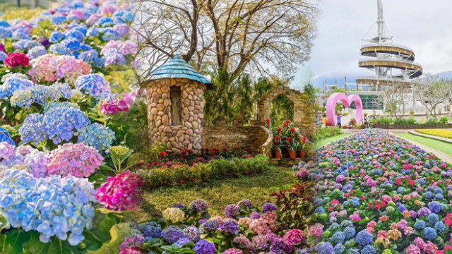 全港8大賞繡球花熱點︱隱世希臘度假風Cafe︱MUJI、AEON開倉優惠