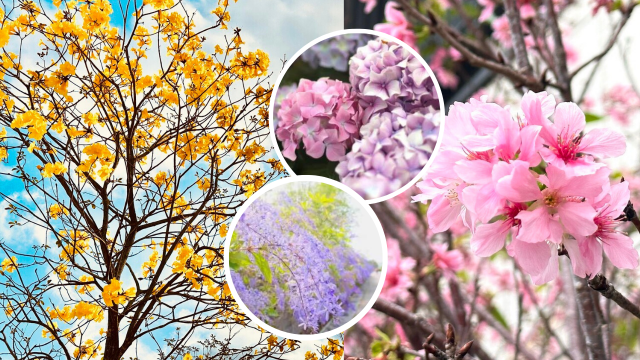 【本周精選 】香港四季賞花攻略！附全年開花時間表+觀賞點︱西環街拍一日遊路線