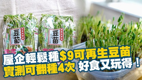 屋企輕鬆種$9可再生豆苗 實測可翻種4次 好食又玩得！