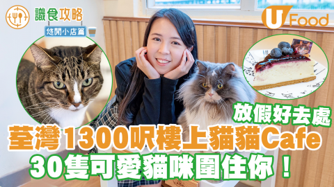 貓奴放假好去處！荃灣1300呎貓貓Cafe「貓之茶房」　30隻可愛貓咪融化你心～