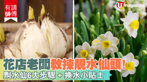 【有請師傅】花店老闆教揀靚水仙頭！  ?水仙6大步驟+換水小貼士