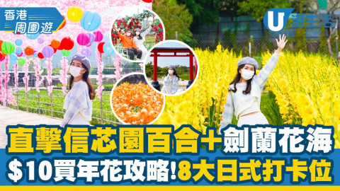 【新年好去處2022】元朗信芯園劍蘭及百合花開！特設8大日式打卡位！紫藤花隧道/情侶玫瑰打卡牆