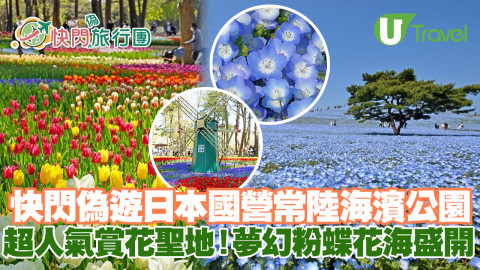快閃偽遊日本！日本超人氣賞花聖地國營常陸海濱公園 夢幻粉蝶花海盛開