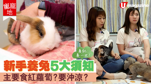 【寵寵地】養兔一啲都唔簡單，唔好一時衝動就話要養呀！