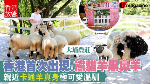 【香港放遊】可愛溫馴！親親卡通羊真身