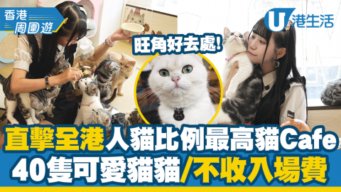 【香港周圍遊】直擊全港人貓比例最高旺角新開貓Cafe！40隻貓貓可愛圍攻、不收入場費、附美食推介