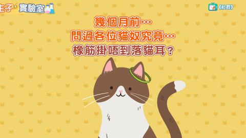 【主子實驗室】都市傳説「橡筋掛唔到落貓耳」到底係咪真？