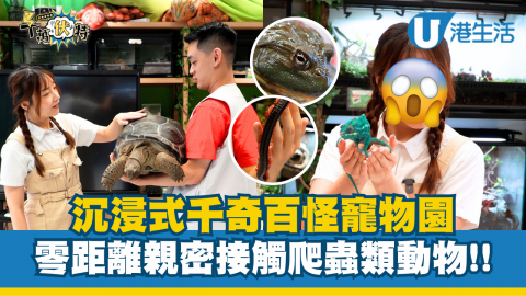沉浸式千奇百怪寵物園 零距離親密接觸爬蟲類動物